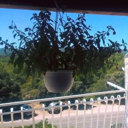 Apartments Lucija Solaris Sibenik Luaran gambar